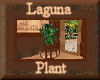 [my]Laguna Plant in Pot