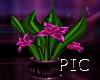 PIC : Plant