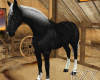 Black Horse