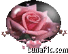 Pink rose Globe