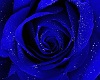 sexy blue rose pumps