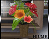 H* Hibiscus