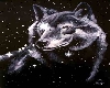 Wolf in starsystem..