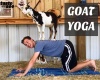 Goat Yoga Sign