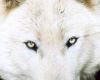 White Wolf Sticker