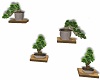 Bonsai Wall