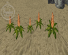 5 Tropical Plants