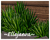Beach Yucca Plants