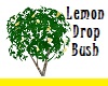 Lemon Drop Bush
