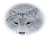 white wolf head