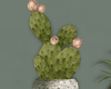 "SAV" CELA PLANTS SHELF