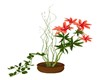 POTTED TROPICAL FLOWERS