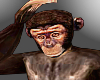 monkey pet
