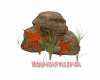 Rock Starfish