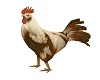 Rooster