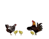 Animals-Chickens