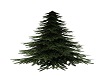 evergreen/pine tree