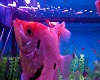 aquarium fish -