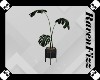 Valentine Floor Plant V5