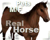 R|C Horse Brown M/F