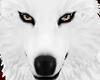 white vampire wolf