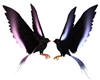 2 Love Birds Animated