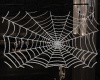 {LS} Spiderweb