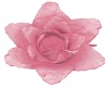 MY Pink Rose