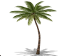 Animated Palm