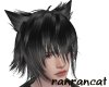 +black hair cat  M