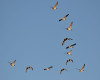 Geese Flying Photo