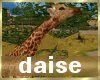 D (SS) Safari Giraffe