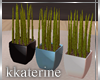 [kk] Imagine Plant 3