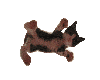 Kitty