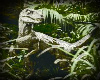 [LB]Filoso Raptor Pic
