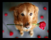 dog with roses