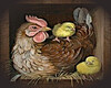 Hen and chicks Pic