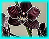 orchids