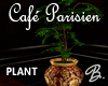 *B* Cafe Parisien Plant