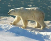 Polar bear walk