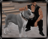 Dog PitBull Gray Avi