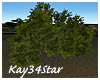 Jungle Park Shade Tree