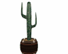 Cactus pot western