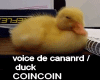 VOICE DE CANARD/DUCK