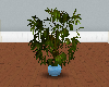 {LM}tall plant