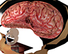 brain in head - F
