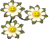 smiley daisys left