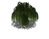 ! Willow Tree !
