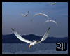 2u Flying Seagulls Pose