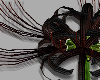 x. Spider Lily v3